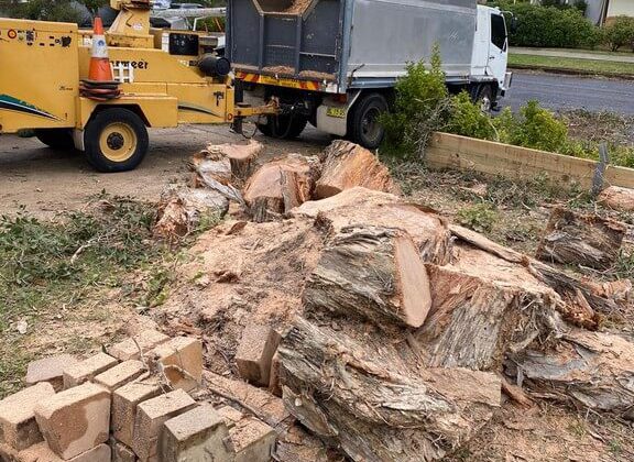 Best affordable stump grinding sydney