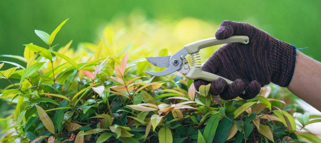professional Tree Trimming And Pruning Sydney