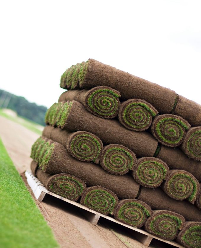 Turf Laying Sydney Tree King Tree Services